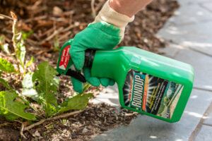 person spraying roundup on plants